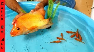 FISH BATTLE Indoor Mini POOL POND BUILD [upl. by Harbert]