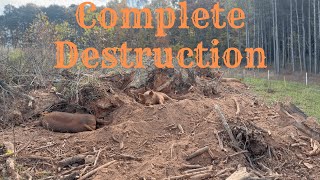 EP 75  Tamworth Pigs Destroy Everything [upl. by Adnilab]