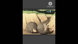 Glyptodon glyptodon armadillo animals mammal animalia herbivores shorts extinction extinct [upl. by Acinod308]