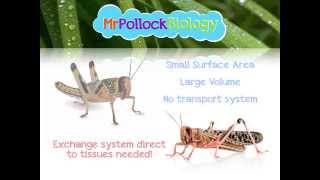 Respiration Insect Tracheal System [upl. by Ratcliff]