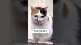 Burnuna bak  kedi shorts shortvideo trending trendingshorts keşfet [upl. by Enimzzaj]