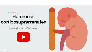 Fisiología Hormonas corticosuprarrenales parte 2  glucocorticoides [upl. by Lyrahs486]