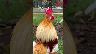 Top 10 Most beautiful roosters of fancy chicken breeds backyardchickens chickens fancychickens [upl. by Aerahs231]