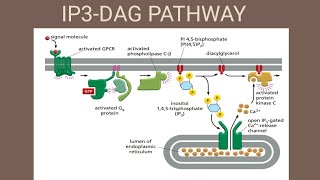 IP3DAG pathway  Inositol phospholipid signaling pathway [upl. by Ajup204]