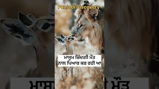 ਜ਼ਿੰਦਗੀ ਮੌਤ ਦਾ ਪਿਆਰ wildlifeawareness animals wildanimals bird wildliferehabilitation [upl. by Eedyah]