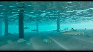 Snorkeling with Dozens of Sharks in Maldives  SCARY [upl. by Alva]