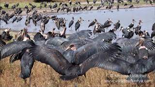 Marabou storks [upl. by Nnylidnarb]