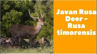 Javan Rusa Deer  Rusa timorensis [upl. by Holloway169]