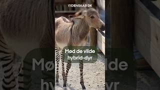 Mød de vilde hybriddyr [upl. by Afital]