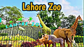 Lahore Zoo 2024  Wildlife Park In Lahore Pakistan  Discover Zoo Qasim Vlog 01 [upl. by Leak]