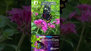 Discover the Majestic Cairns Birdwing Butterfly – Natures Wonder in Flight 🌈🦋 [upl. by Martel]