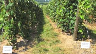 Improving Phomopsis Management in Grape Vineyards — FGNtv [upl. by Ettevad]