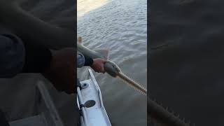 Sawfish Daly River fishing fish fishingboat fishingvideo lure lurefishing hookedonlife [upl. by Ursulette]