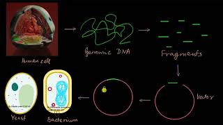 How was the human genome sequenced  Molecular basis of inheritance  Biology  Khan Academy [upl. by Jonati]