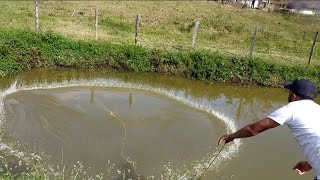 Pesca de tarrafaolha o tamanho dessa tilápia 😳 [upl. by Aicilec]