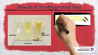 Xanthoproteic Test [upl. by Buchheim171]