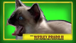 efeito sonoro de grito de gato  Sound effect of cat scream [upl. by Afrikah]