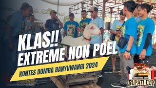 KONTES DOMBA DAN KAMBING BANYUWANGI 2024EXTREME NON POEL [upl. by Meris]