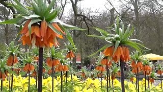 Fritillaria imperialis Aurora orange quotcrown imperialquot  FarmerGracycouk [upl. by Maxentia]