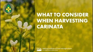 What to Consider when Harvesting Carinata [upl. by Quirk]