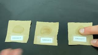 Translucence Test for the presence of lipids in unknowns [upl. by Yrrem]