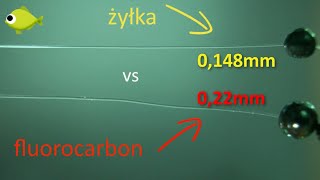 żyłka vs fluorocarbon [upl. by Nnaj]