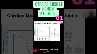 Cardiac Muscle Action Potential  Part1 shorts youtubeshorts youtube ytshorts [upl. by Rochemont295]