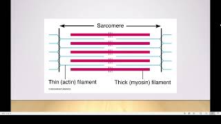 Ultrastructure of a striated muscle [upl. by Tor]