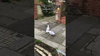 Lol 😂 seagull fighting 2024 [upl. by Denni342]