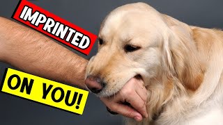 10 Signs That Your Dogs Considers You Their Parents [upl. by Imer]