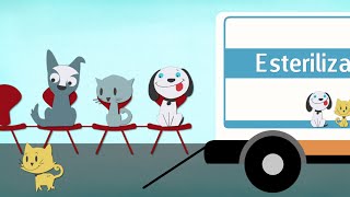 Esterilización de gatos y perros  Todos Somos Animales [upl. by Tlok545]