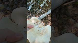 Birch Polypore Mushroom mushrooms Birch Polypore shroomers [upl. by Ainek]