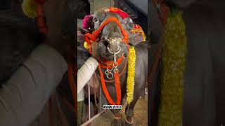 Champion bull  Edla Hari babu Yadav  sadarfestival sadar sadar2024 bull champion [upl. by Ardnaxila]