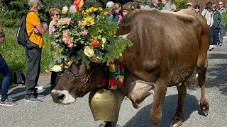 Almabtrieb in Meransen suedtirolofficial [upl. by Arline955]