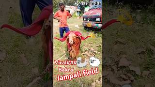 ⚡🔥😂  Viral jampali field ka red bakra edika breed [upl. by Hulbard]