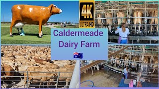 Caldermeade  Dairy Farm  Gippsland  Victoria  Australia 🇦🇺 🐄 [upl. by Other]