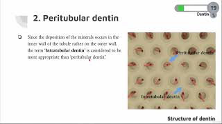 DENTIN COURSE  06  Peritubular dentin [upl. by Mixie]