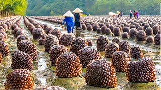 Sea Cucumber Farming  How Chinese Farmers Raise Billions Of Sea Cucumbers  Sea Cucumbers Process [upl. by O'Brien944]