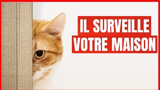 15 choses que font les Chats pour VOUS protéger et protéger LEUR maison [upl. by Keare928]