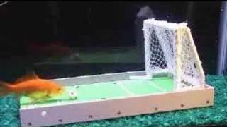 Trained Goldfish Plays Soccer [upl. by Eveivenej940]