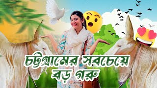 চিটাগাং এর সবচেয়ে বড় এবং সুন্দর গরু ❤️🔥🔥cow cowmandi gorupagla eiduladha 2024 saaraagrofarm [upl. by Roinuj974]