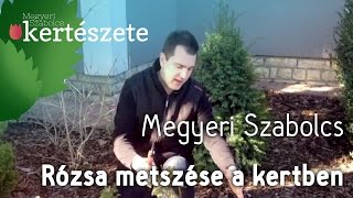 Rózsa metszése a kertben  Gyakorlati tippek  Megyeri Szabolcs Kertészet [upl. by Acinomahs]