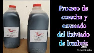 PROCESO DE COSECHA DE LIXIVIADO DE LOMBRIZ [upl. by Olodort742]