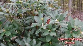 growing rhododendrons how to do rhododendrons grow what to feed rhododendrons [upl. by Nevaed]