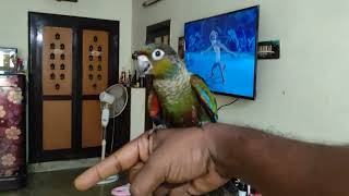 Crimson Bellied Conure [upl. by Perot]