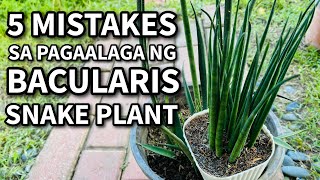 5 MISTAKES SA PAGAALAGA NG BACULARIS SNAKE PLANT  Plant Care for Beginners [upl. by Browne]