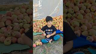 Little baby  Apple pedicel Stalk Cutting  Apple harvesting  Kashmir [upl. by Yrellav400]