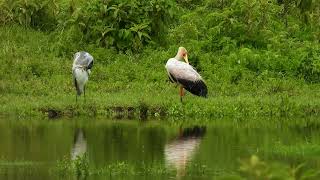 חסידן ורוד בטנזניה Yellowbilled stork in Tanzania [upl. by Cyprus]