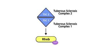 Activation of mTORC1 in hamartoma syndromes and spontaneous tumors [upl. by Cann917]