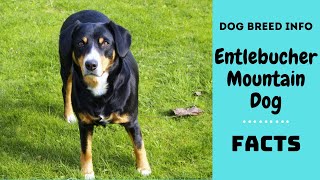 Entlebucher Mountain Dog breed All breed characteristics and facts about Entlebucher Mountain Dog [upl. by Tye]